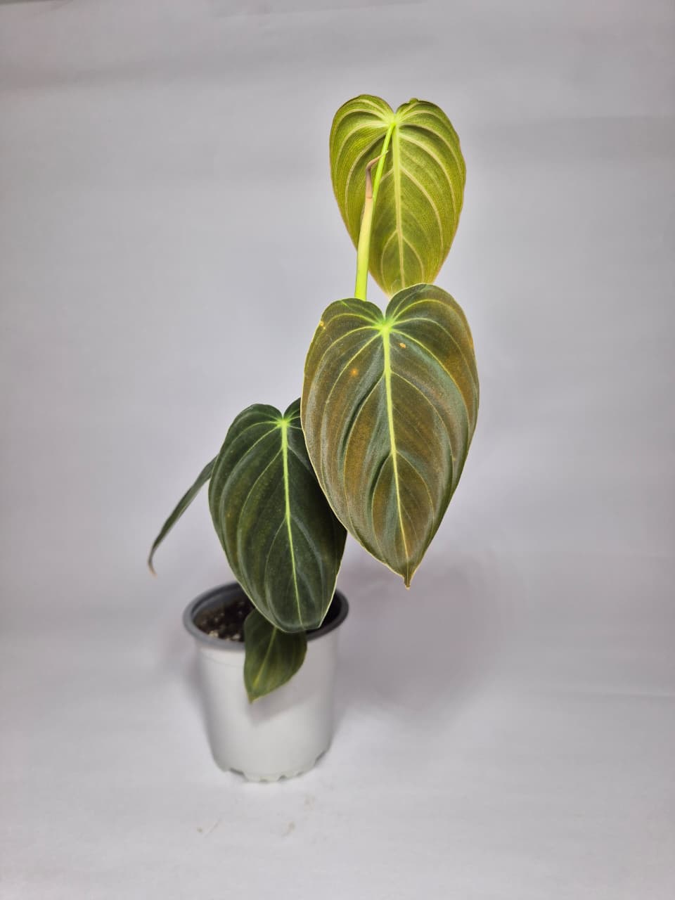 Philodendron melanochrysum