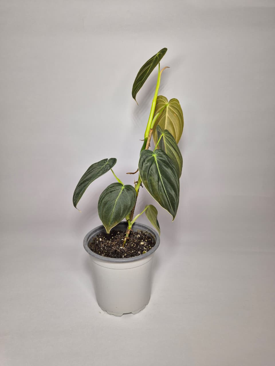 Philodendron melanochrysum