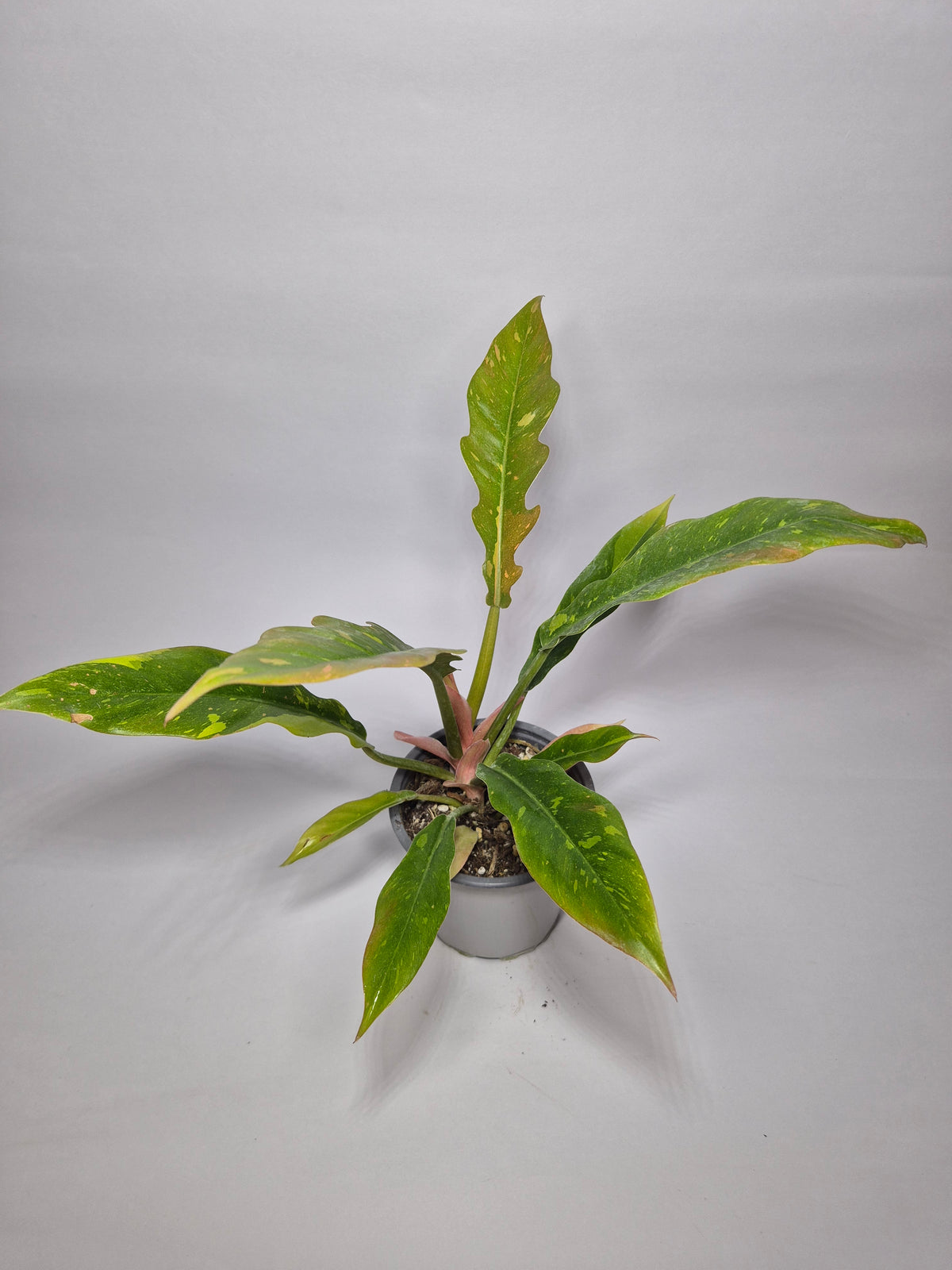 Filodendro Ring of fire variegado
