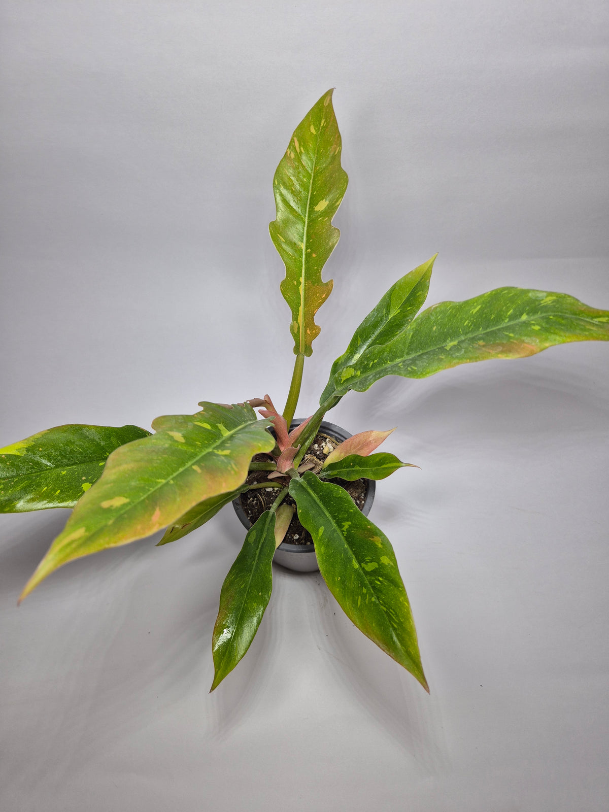 Filodendro Ring of fire variegado