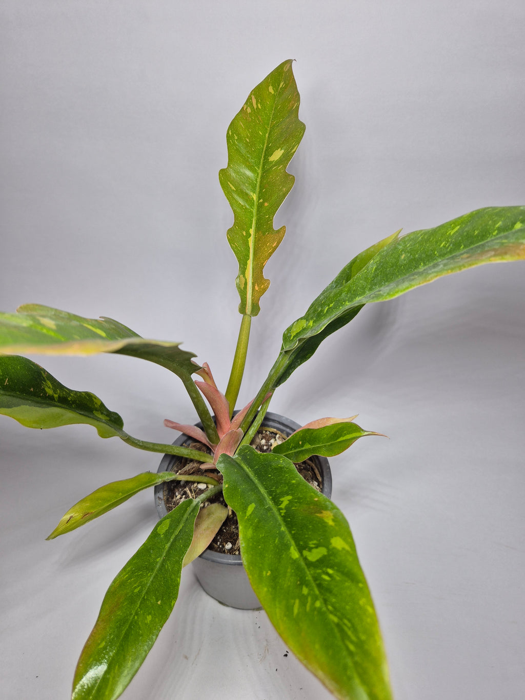 Filodendro Ring of fire variegado