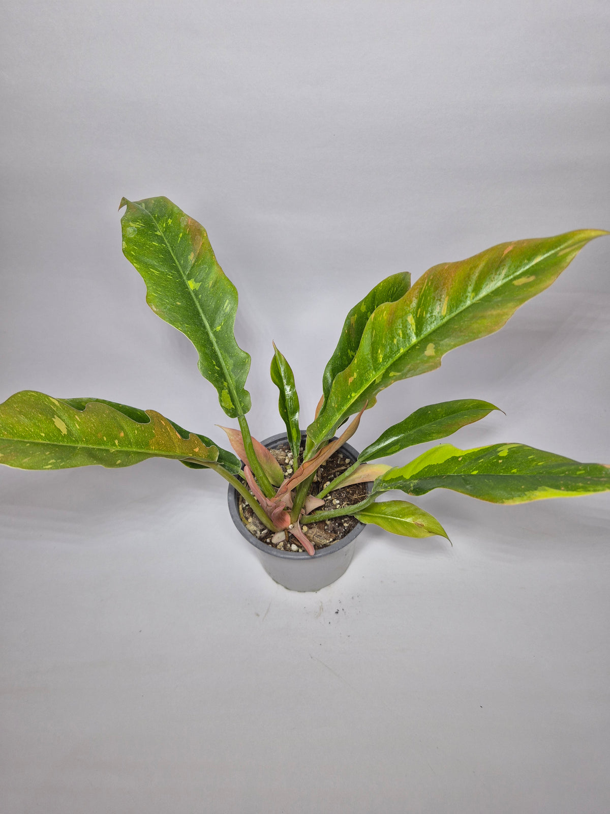 Filodendro Ring of fire variegado