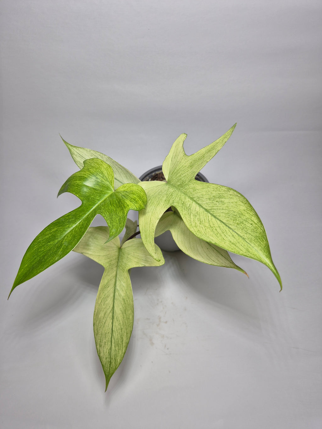 Filodendro Florida ghost
