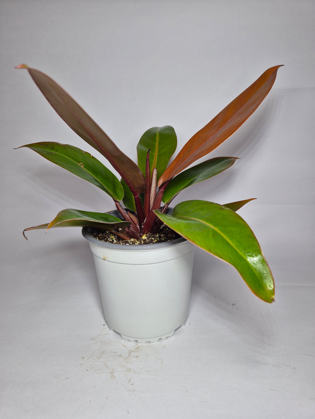 filodendro prince of orange