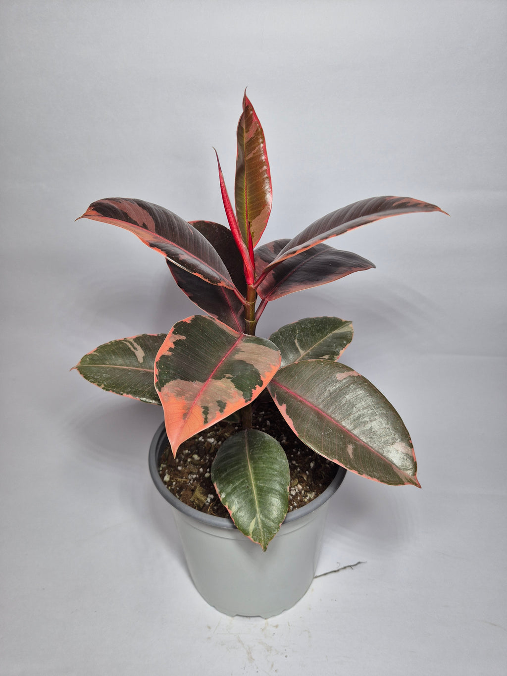 Gomero Ruby
