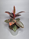 Gomero Ruby