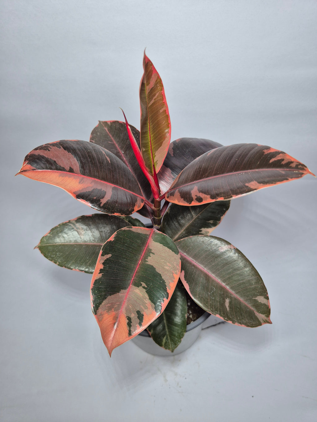 Gomero Ruby