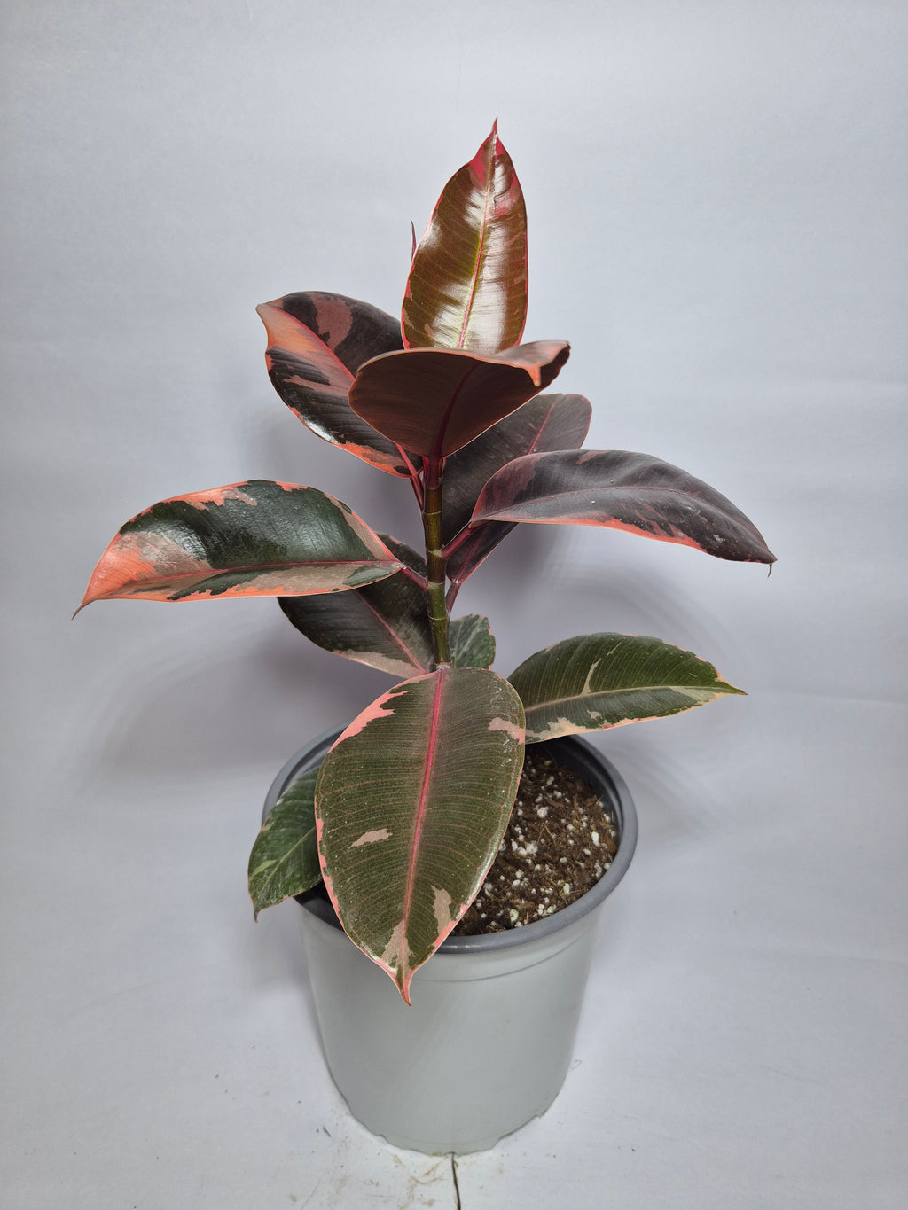 Gomero Ruby
