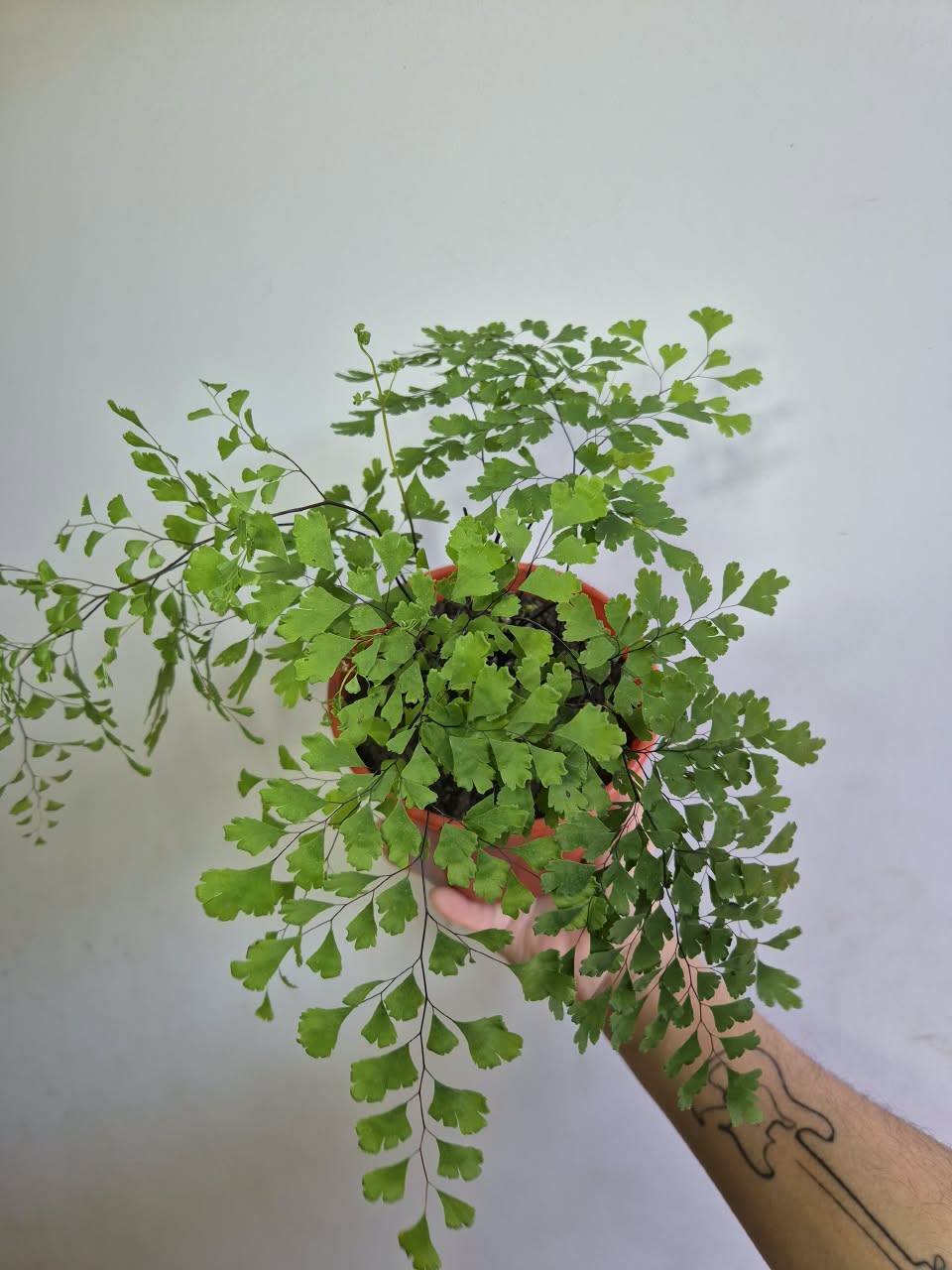 Helecho Palo Negro