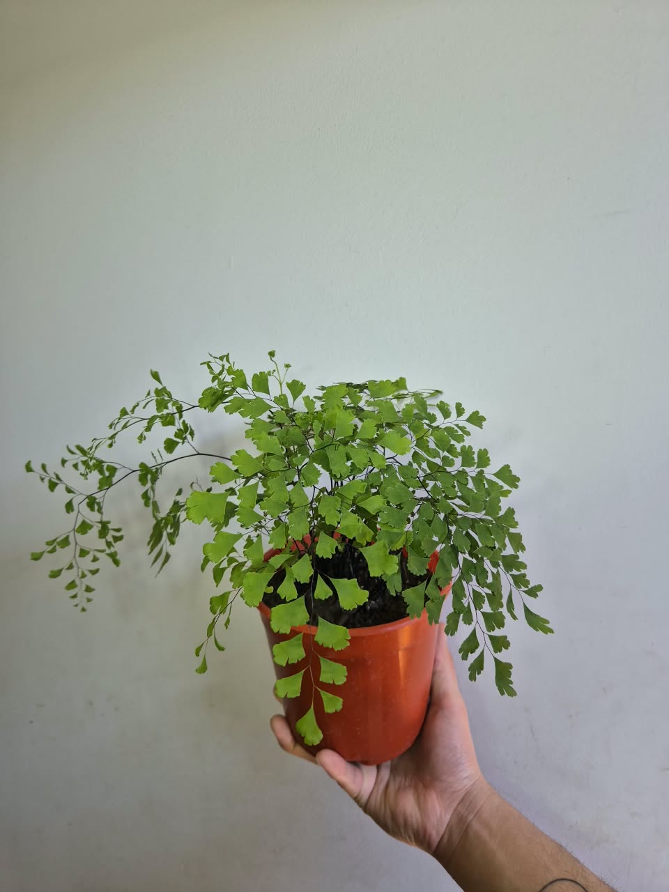 Helecho Palo Negro