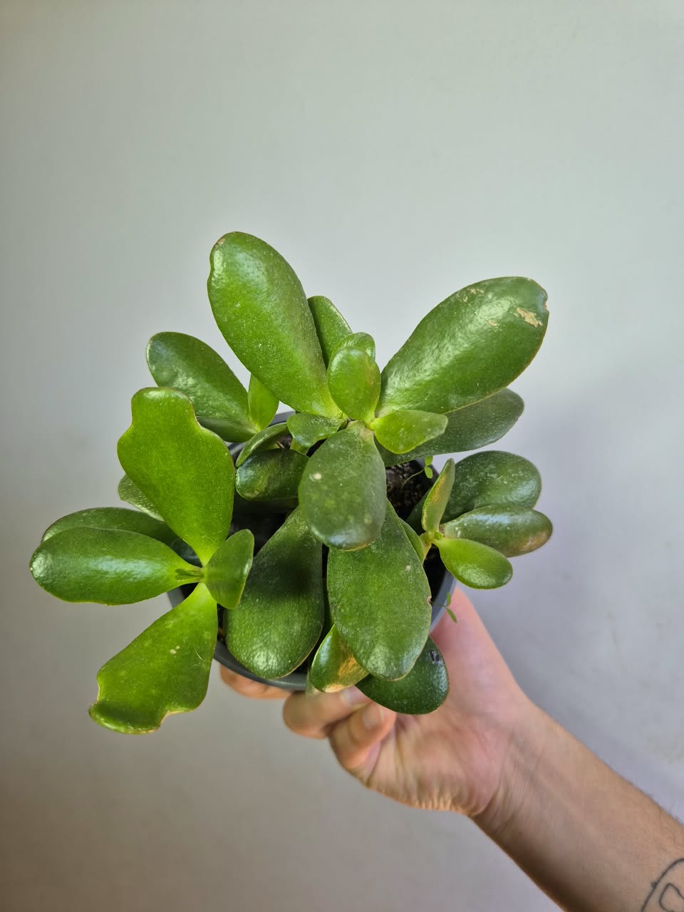 Jade