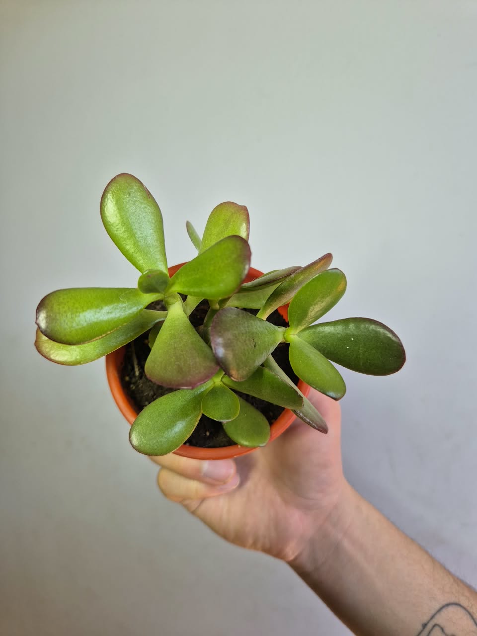 Jade