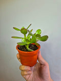 Jade