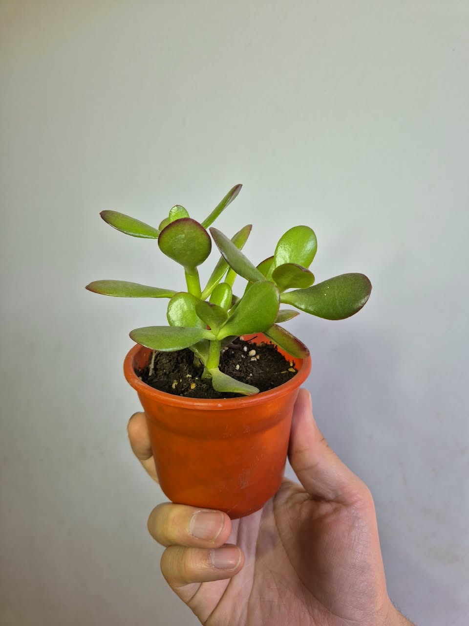 Jade