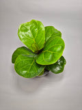 Ficus Lyrata Bambino