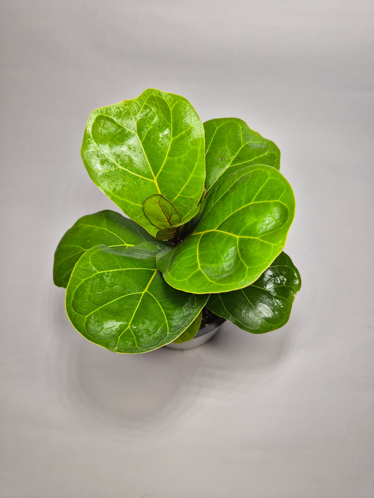 Ficus Lyrata Bambino