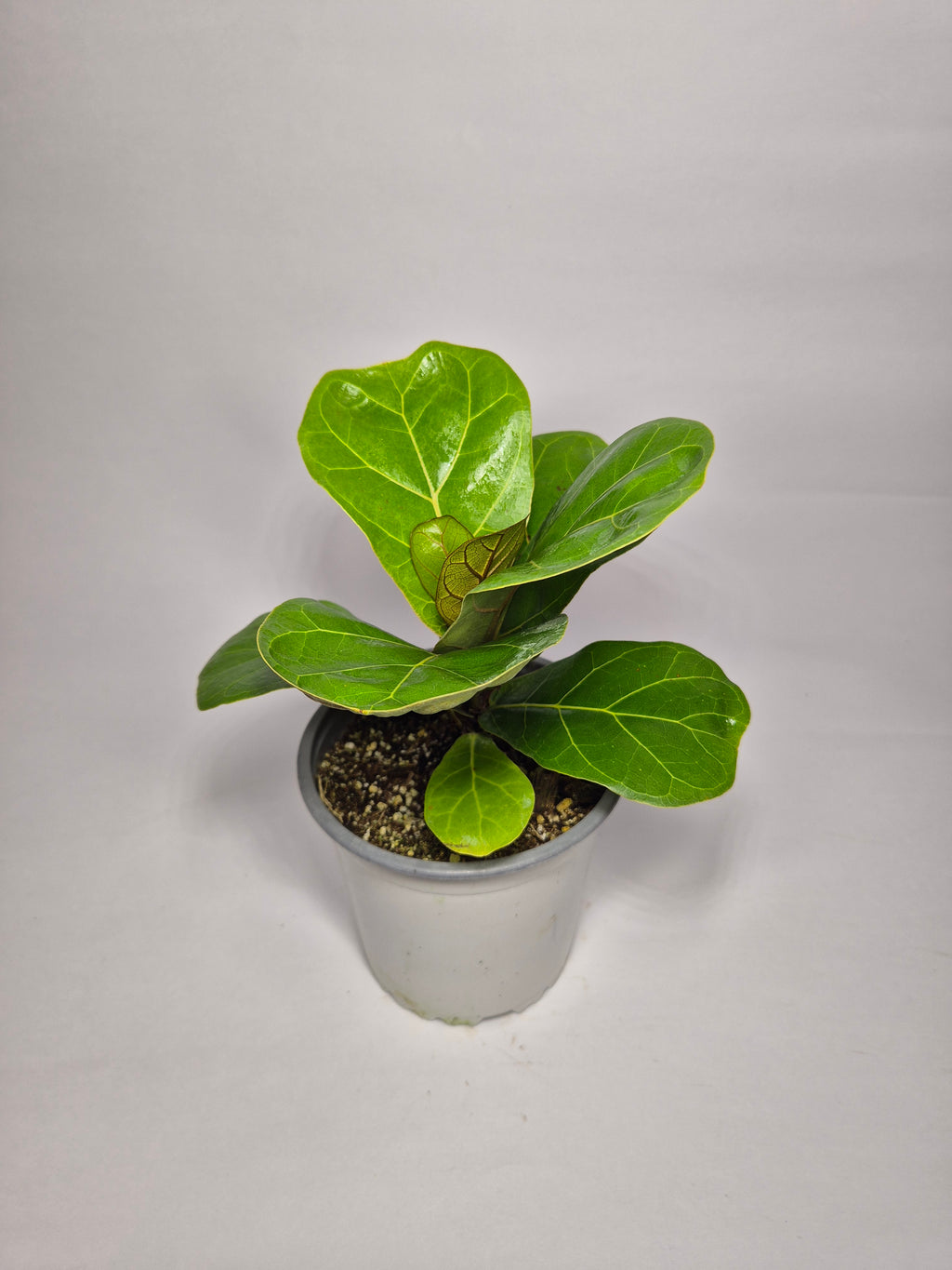 Ficus Lyrata Bambino