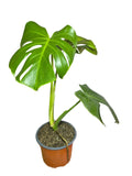 Monstera Deliciosa