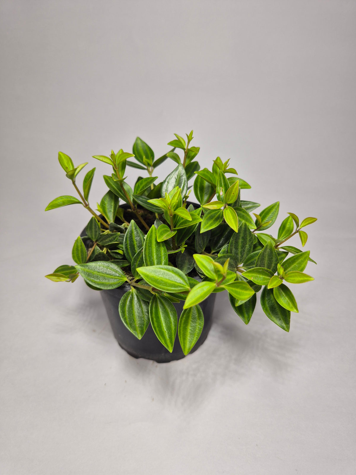 Peperomia Escarabajo (angulata)
