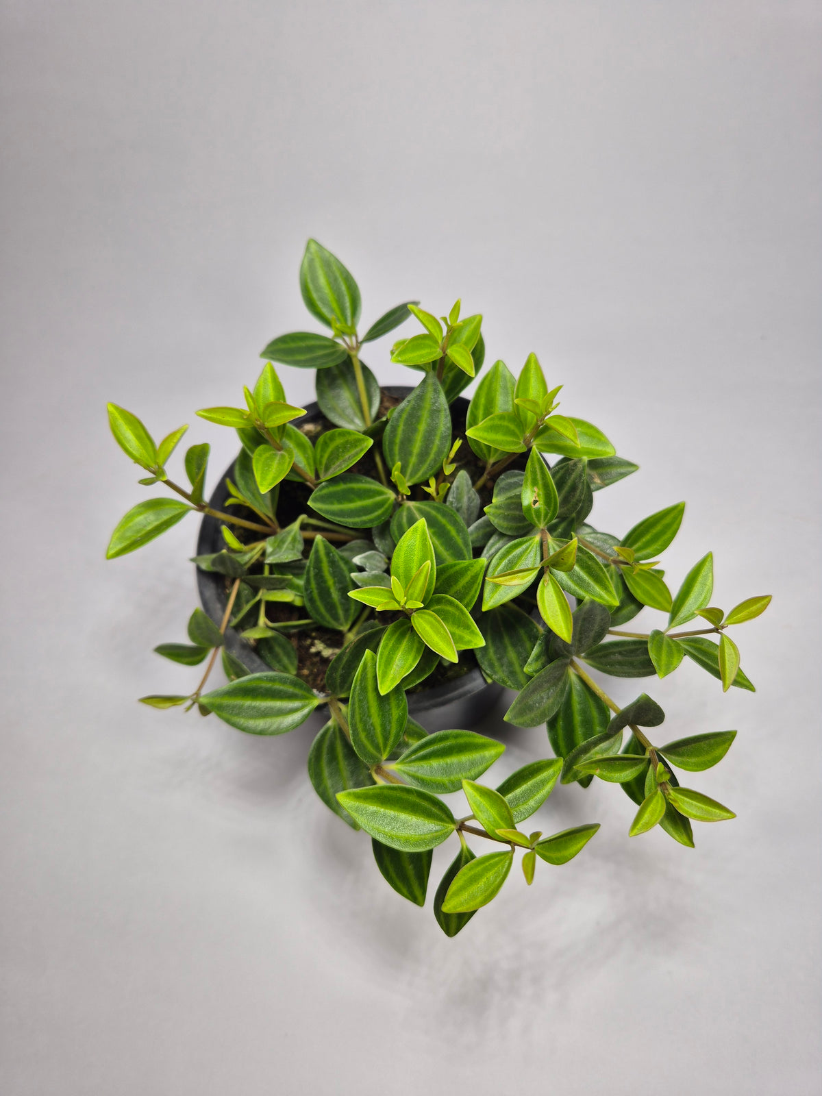 Peperomia Escarabajo (angulata)