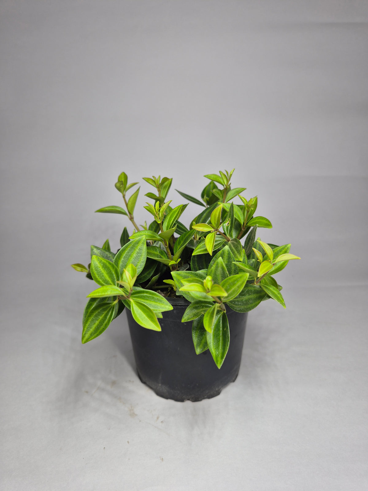 Peperomia Escarabajo (angulata)