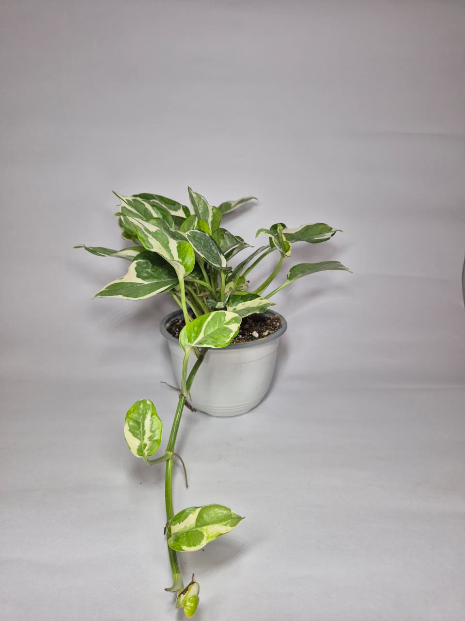 Pothus pearl and jade