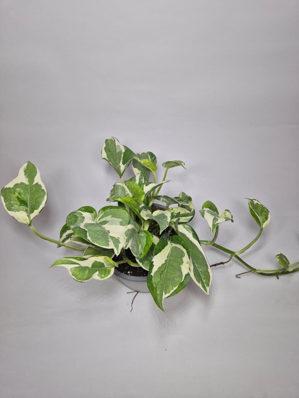 Pothus pearl and jade
