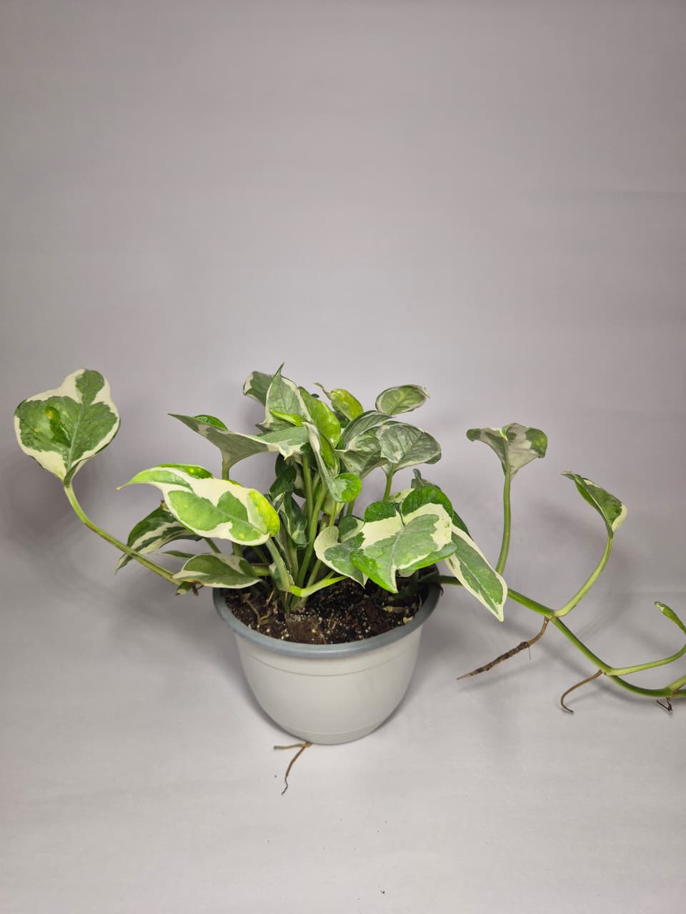 Pothus pearl and jade