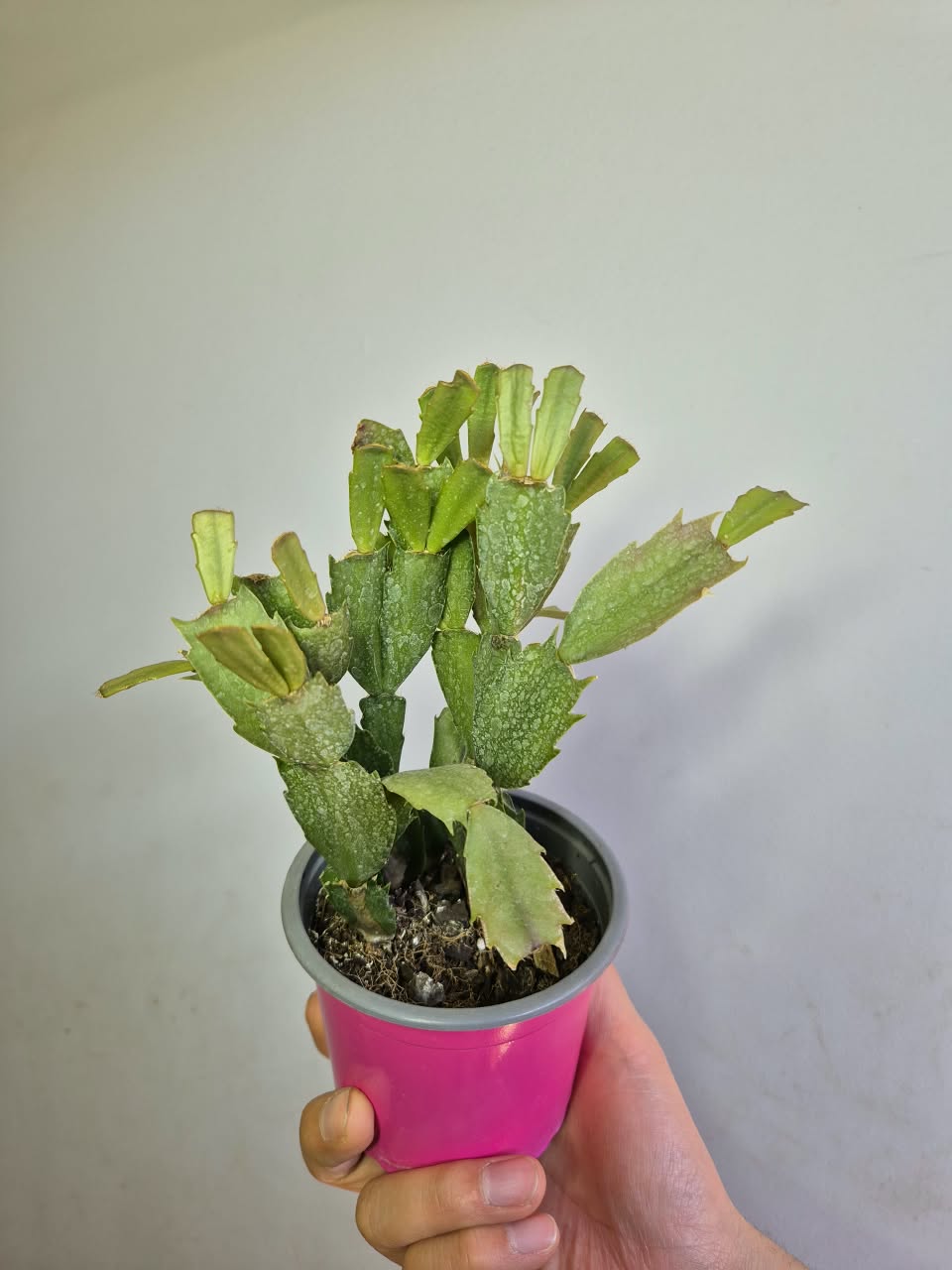 Pata de Jaiba