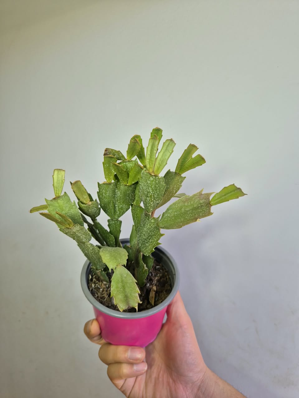 Pata de Jaiba