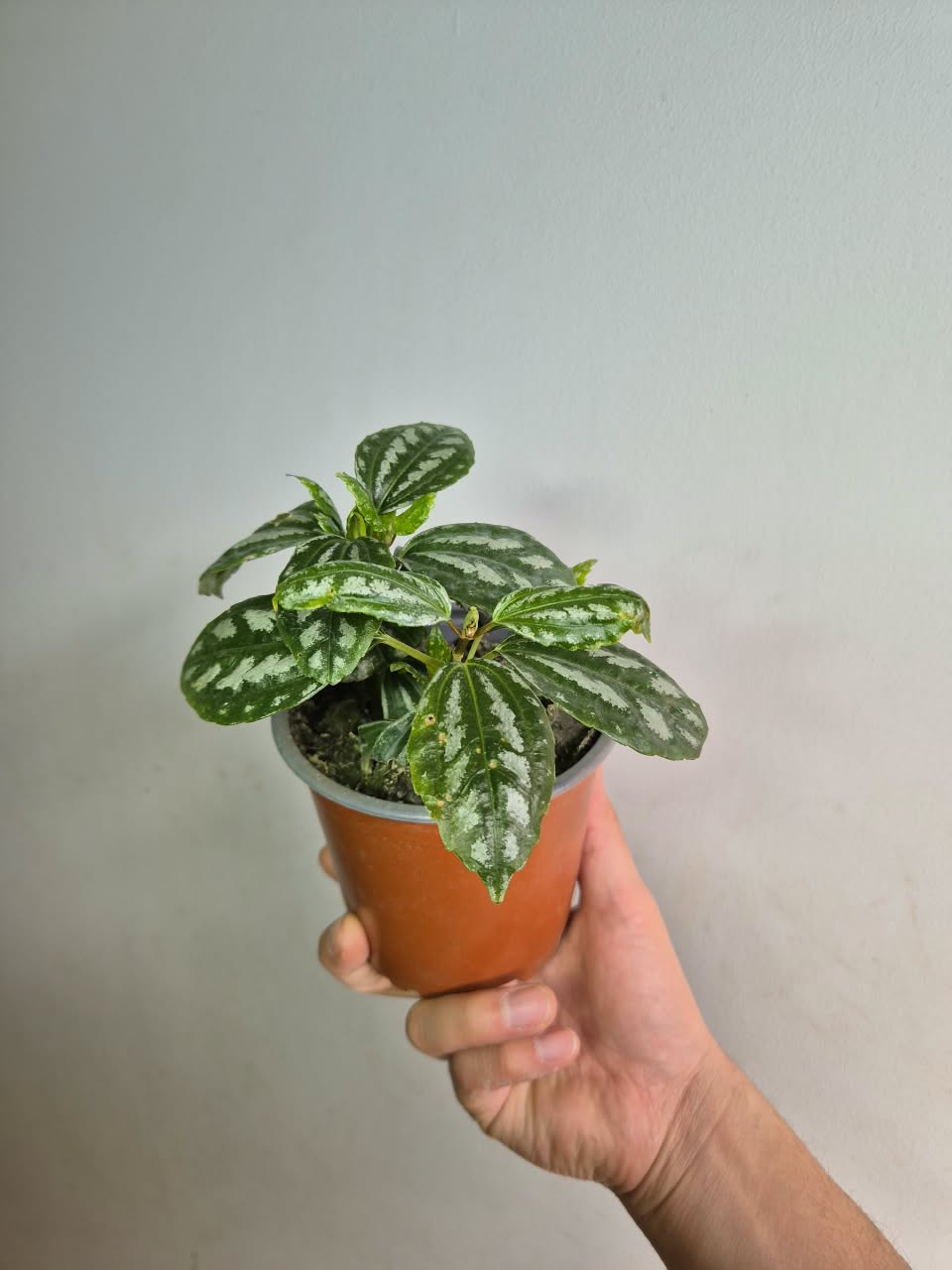 Pilea cadierei
