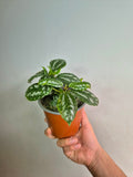Pilea cadierei