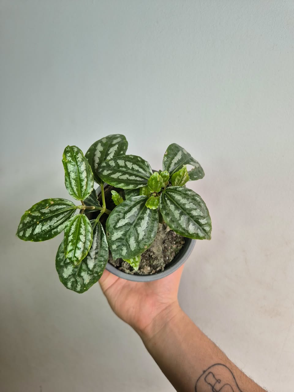 Pilea cadierei