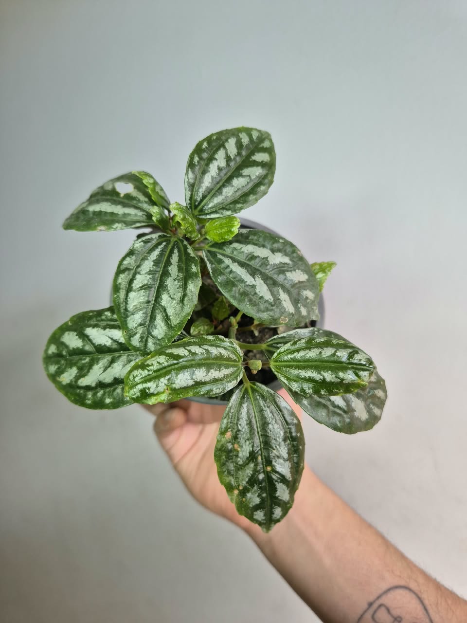 Pilea cadierei
