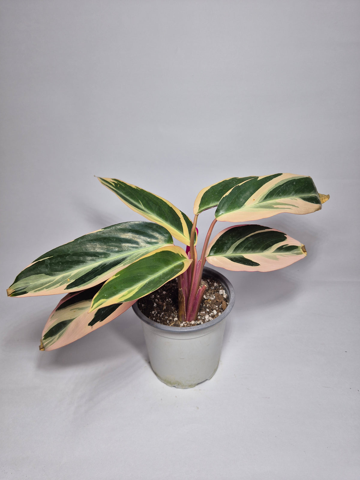 Stromanthe Triostar "s"
