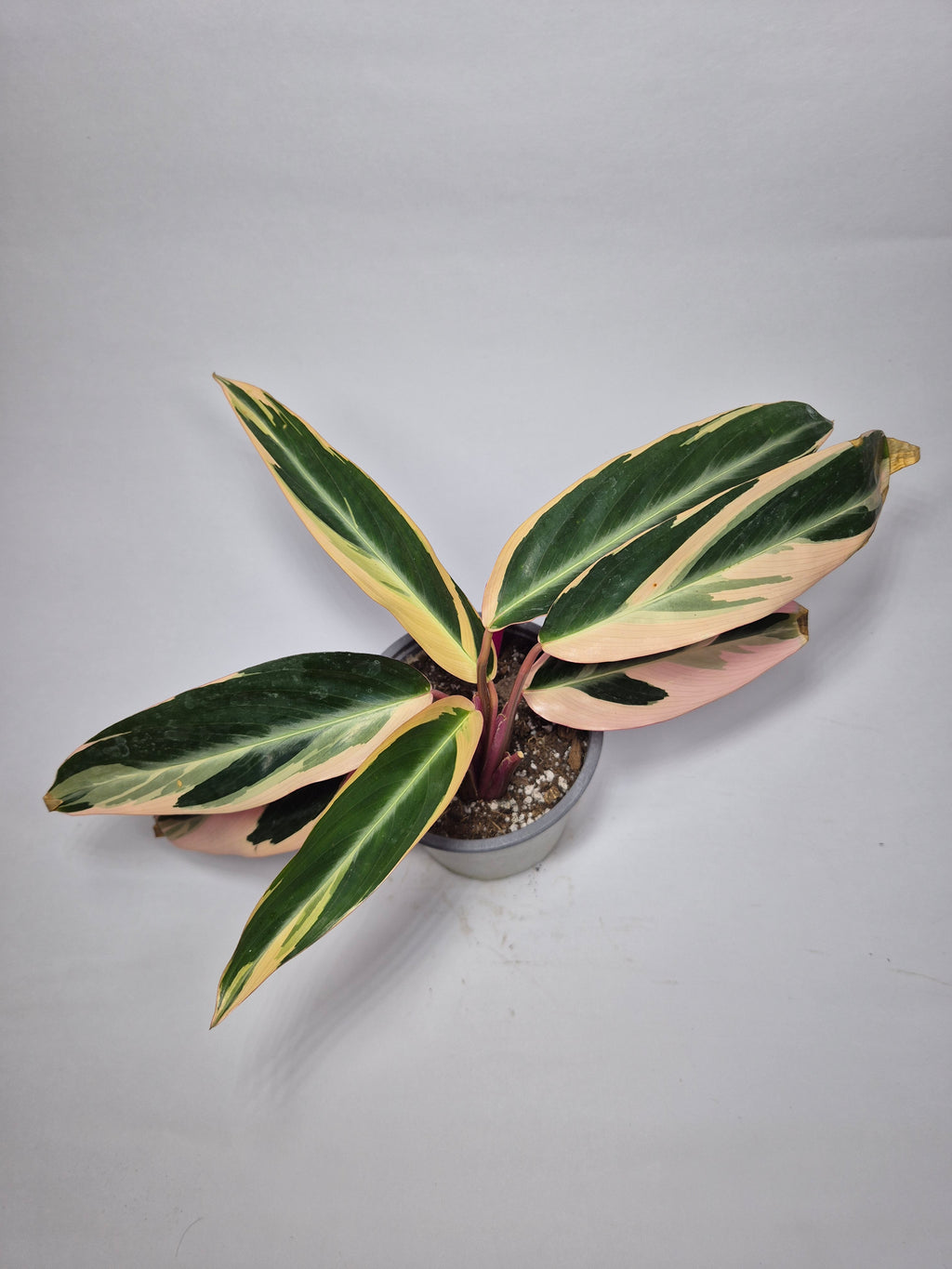 Stromanthe Triostar "s"