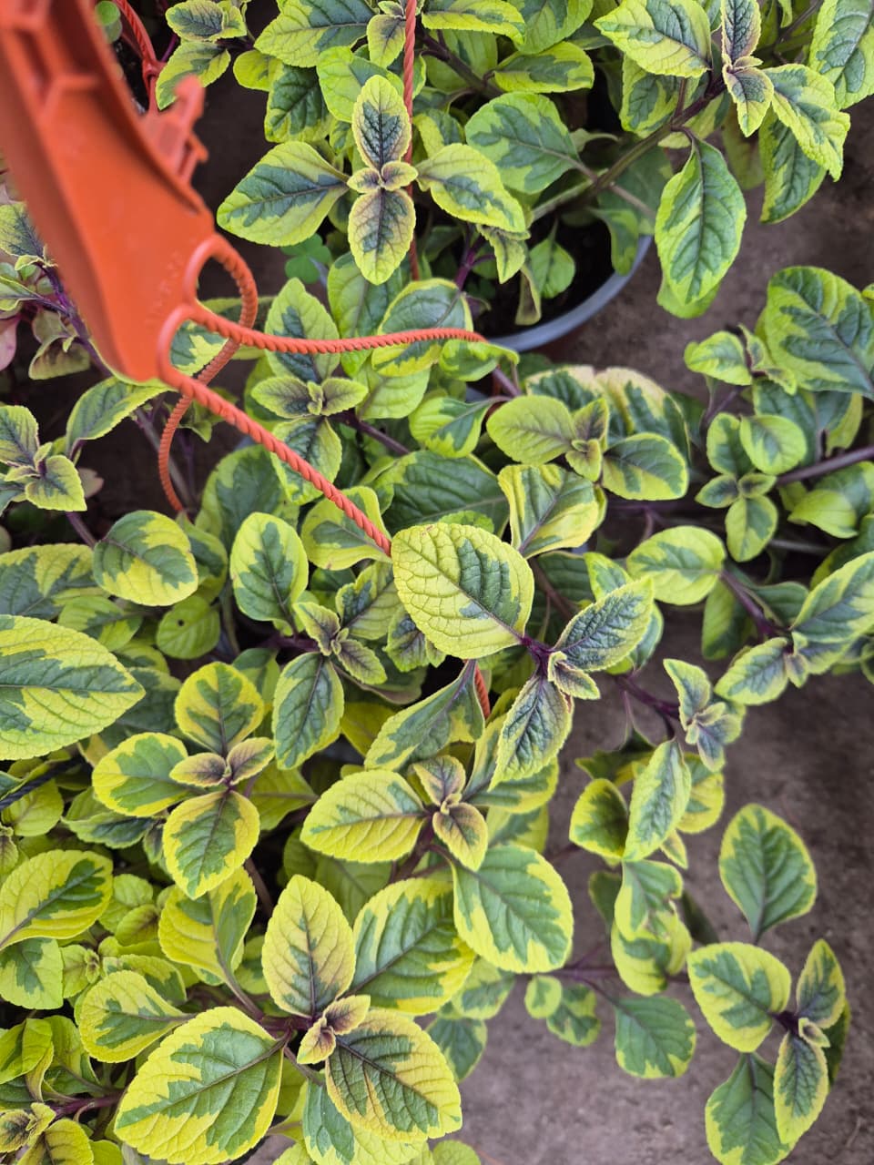 Dolar variegado amarillo
