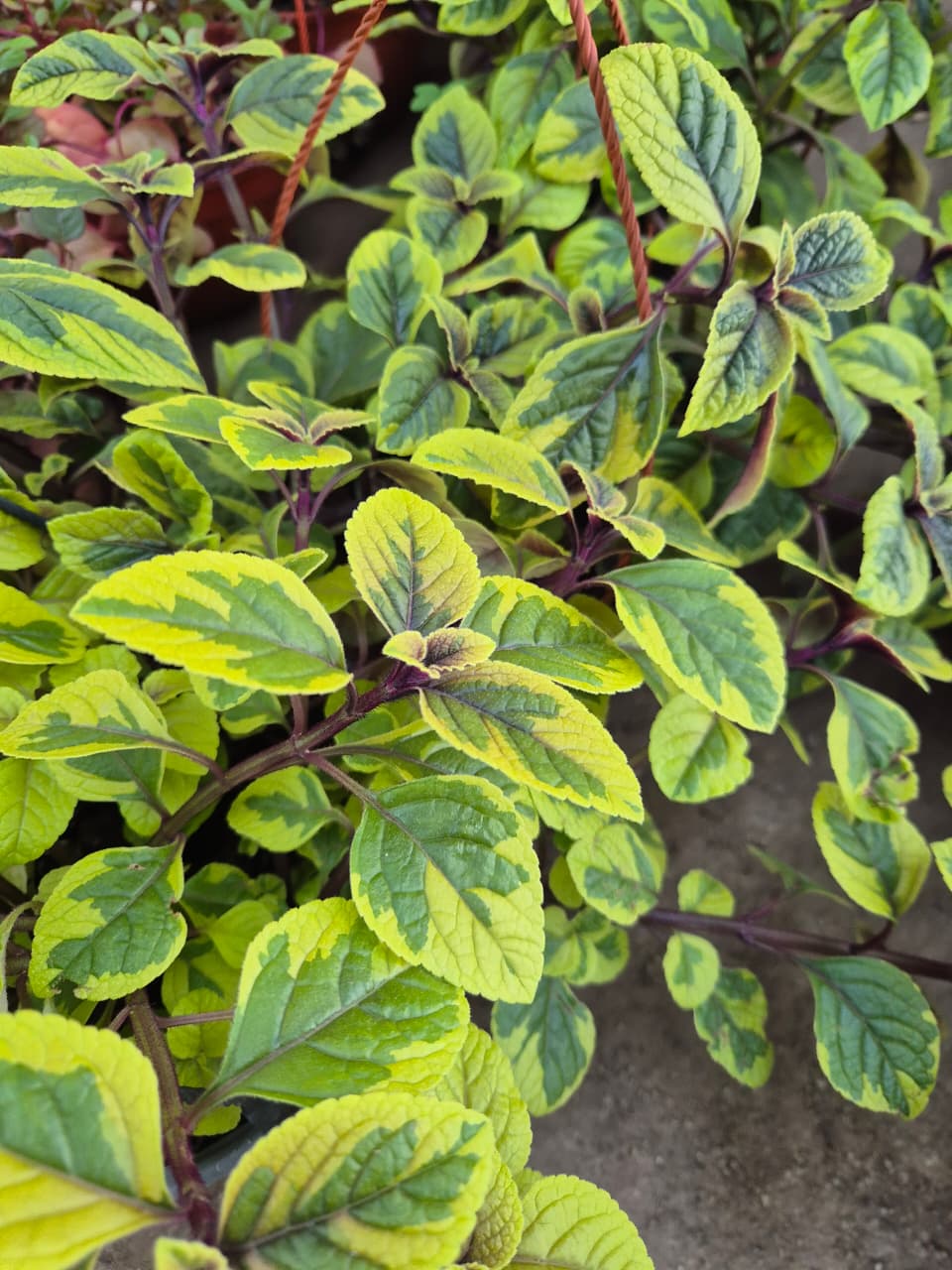 Dolar variegado amarillo