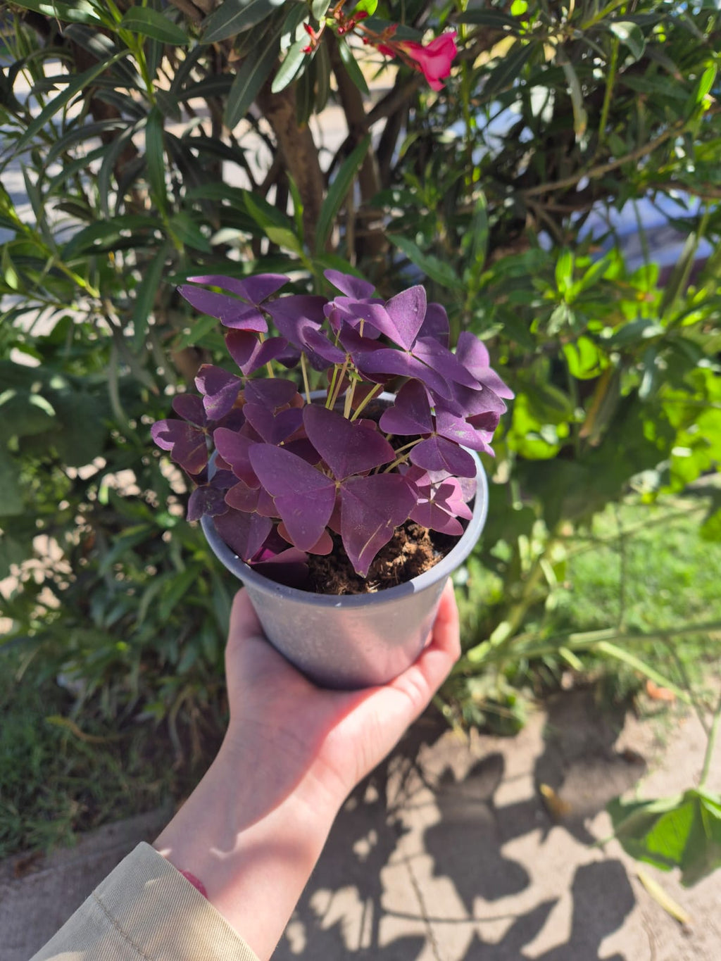 Oxalis Triangularis (Trebol morado)