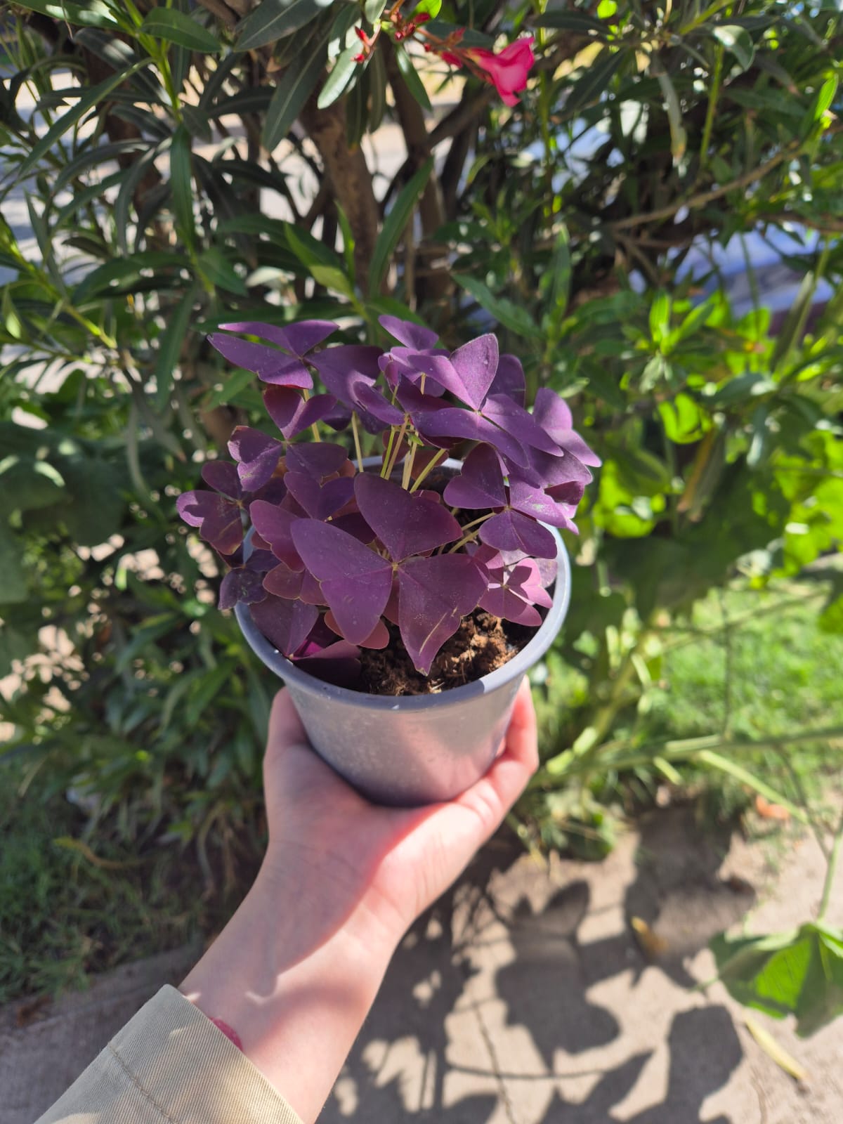 Oxalis Triangularis (Trebol morado)