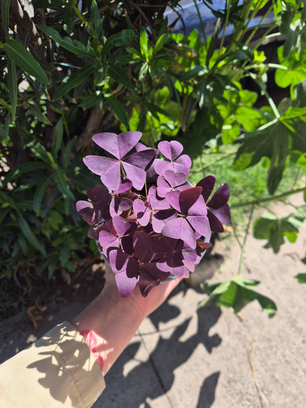Oxalis Triangularis (Trebol morado)
