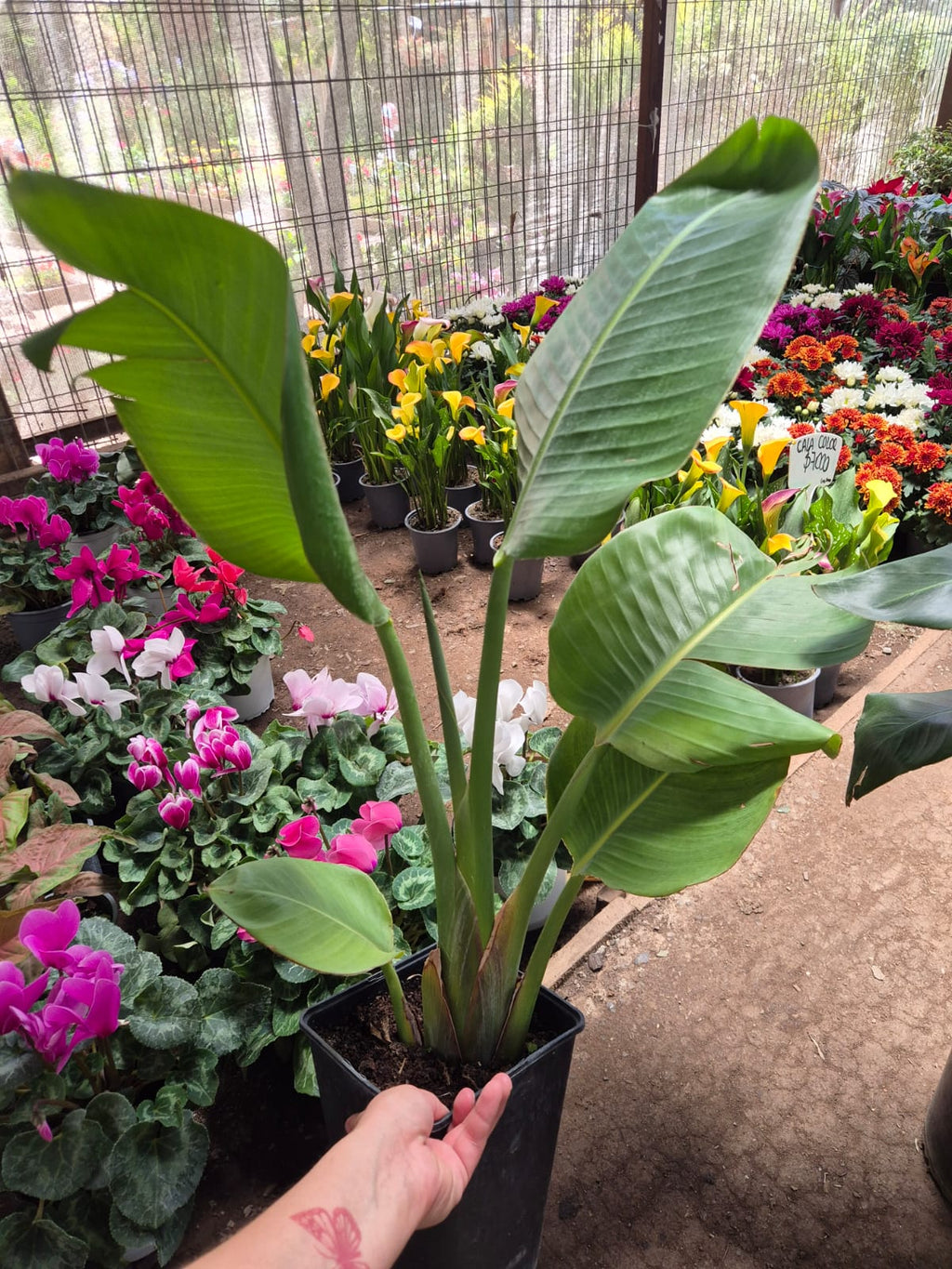 Strelitzia Nicolai (Flor Blanca
