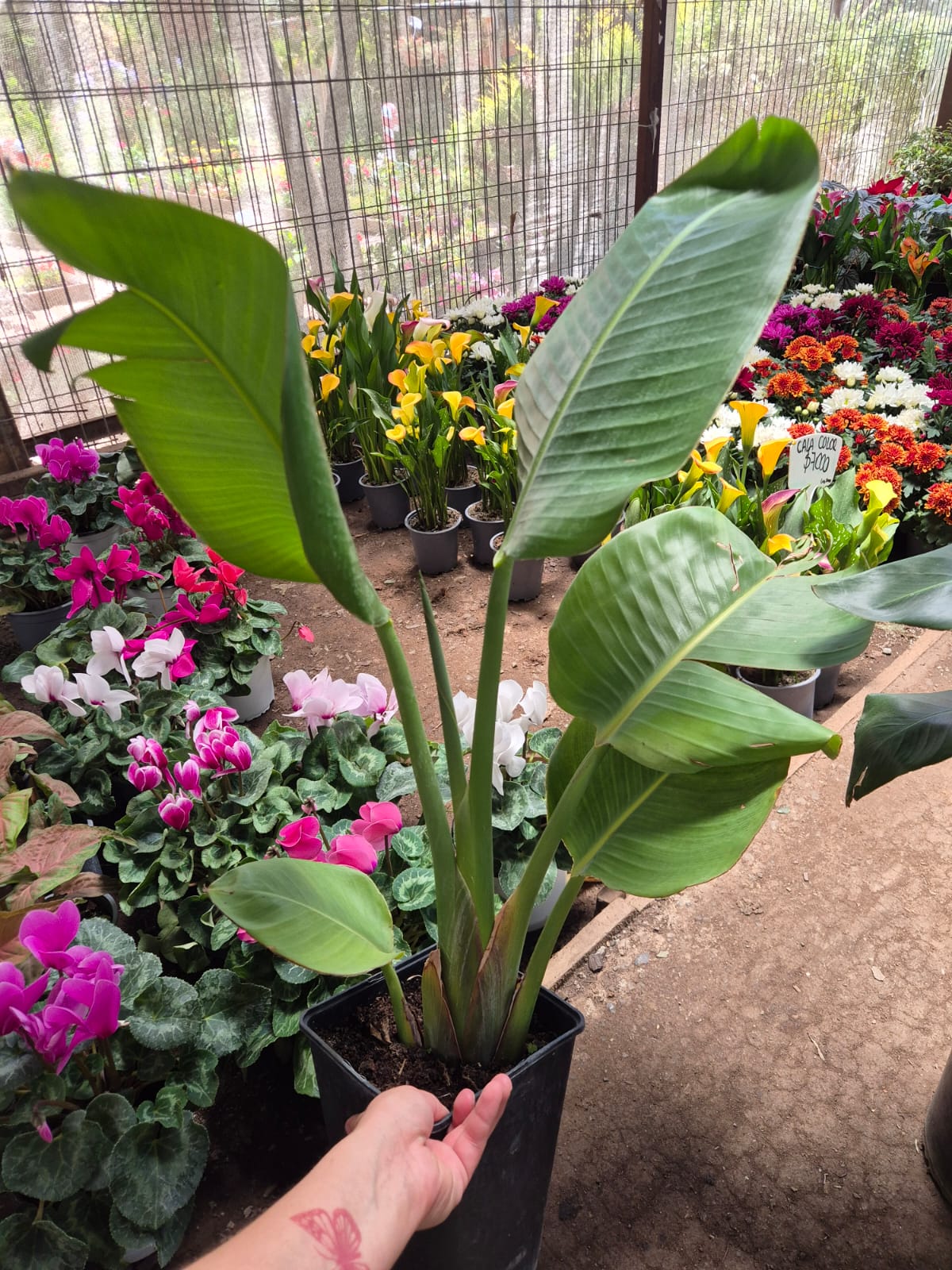 Strelitzia Nicolai (Flor Blanca