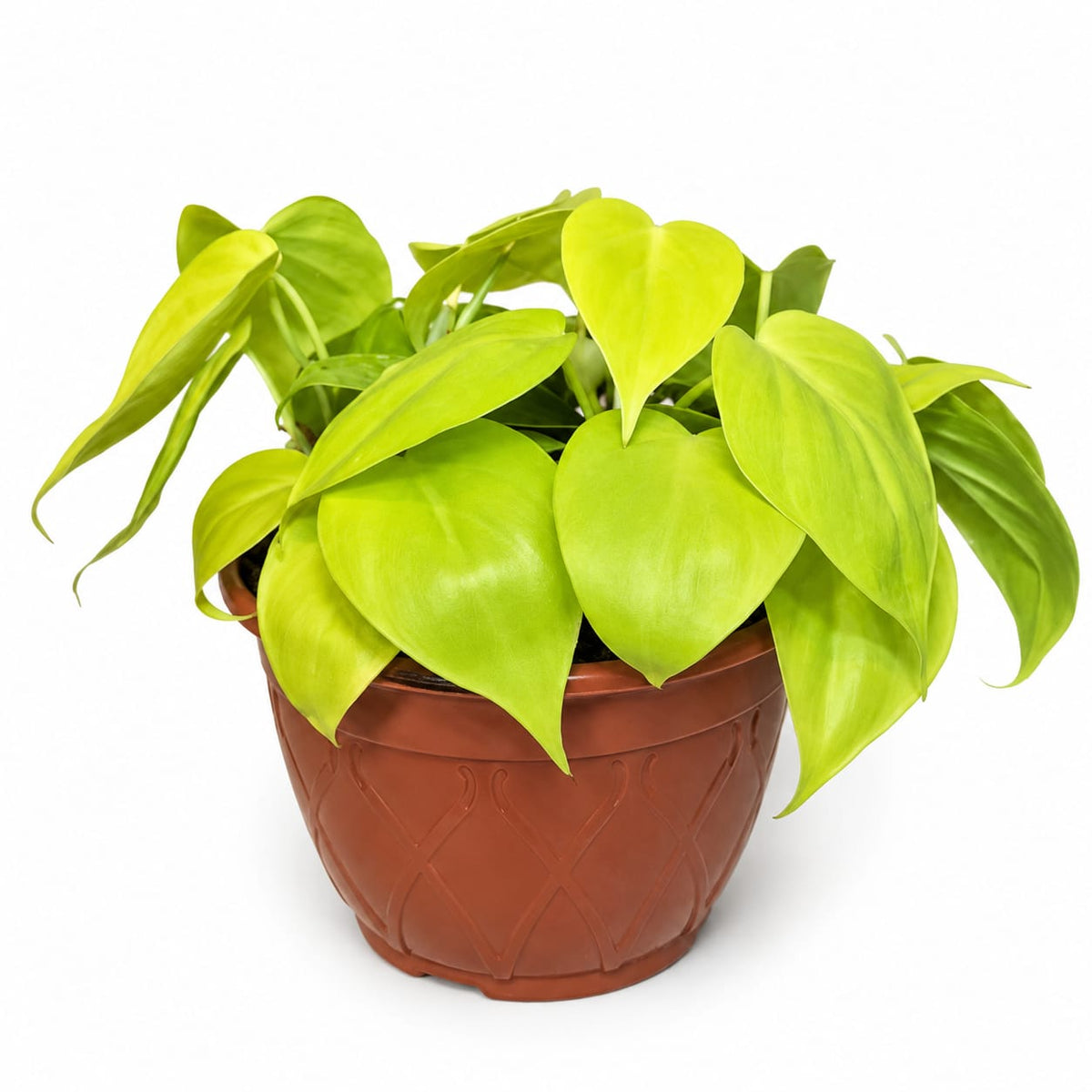 Cordatum Neon (Bowl)