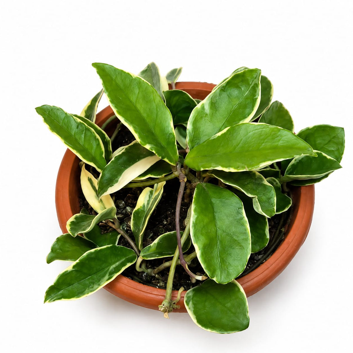 🌿 Hoya Krimson Queen (clepia bowl)