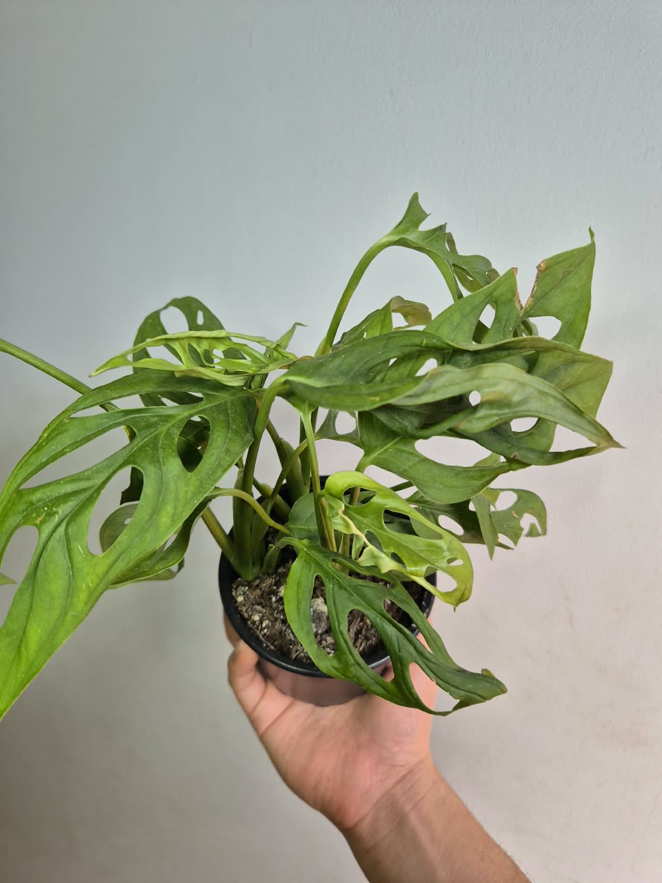 Monstera Adansonii