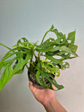 Monstera Adansonii