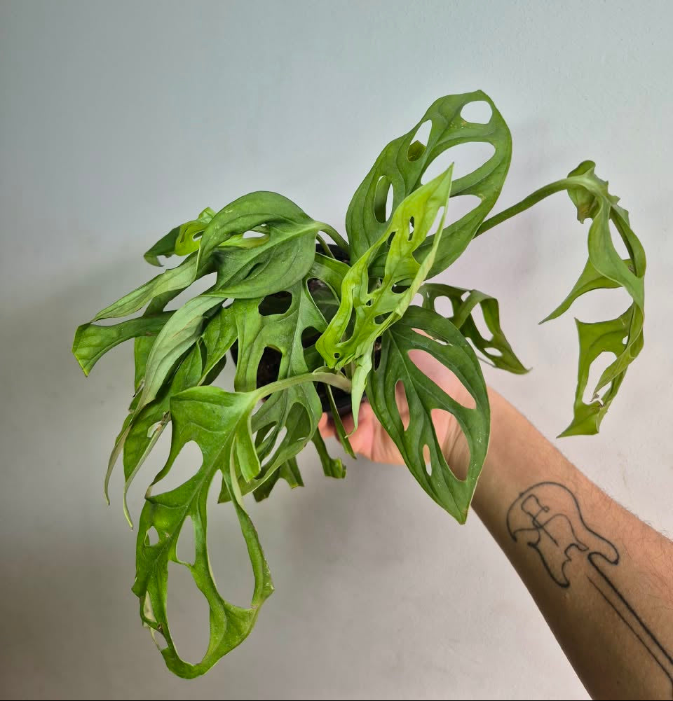 Monstera Adansonii