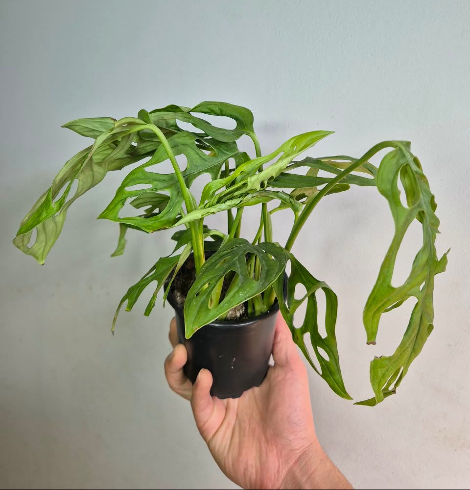Monstera Adansonii