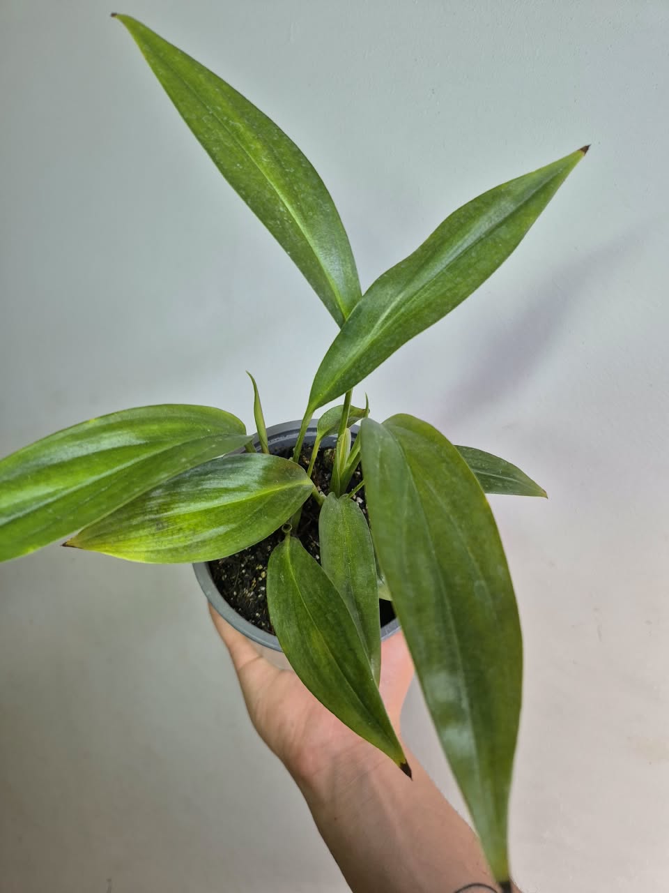 Epipremnum Amplissimum